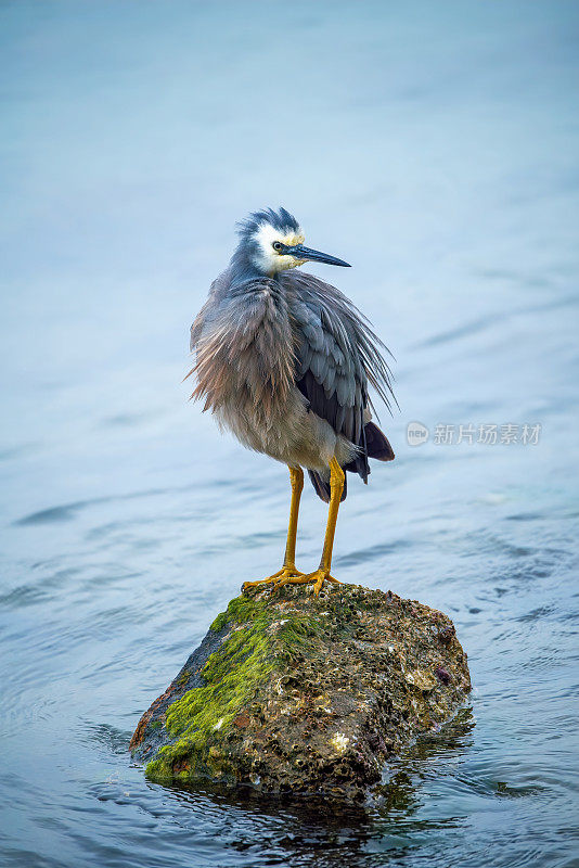 蓝鹭(Ardea herodias)